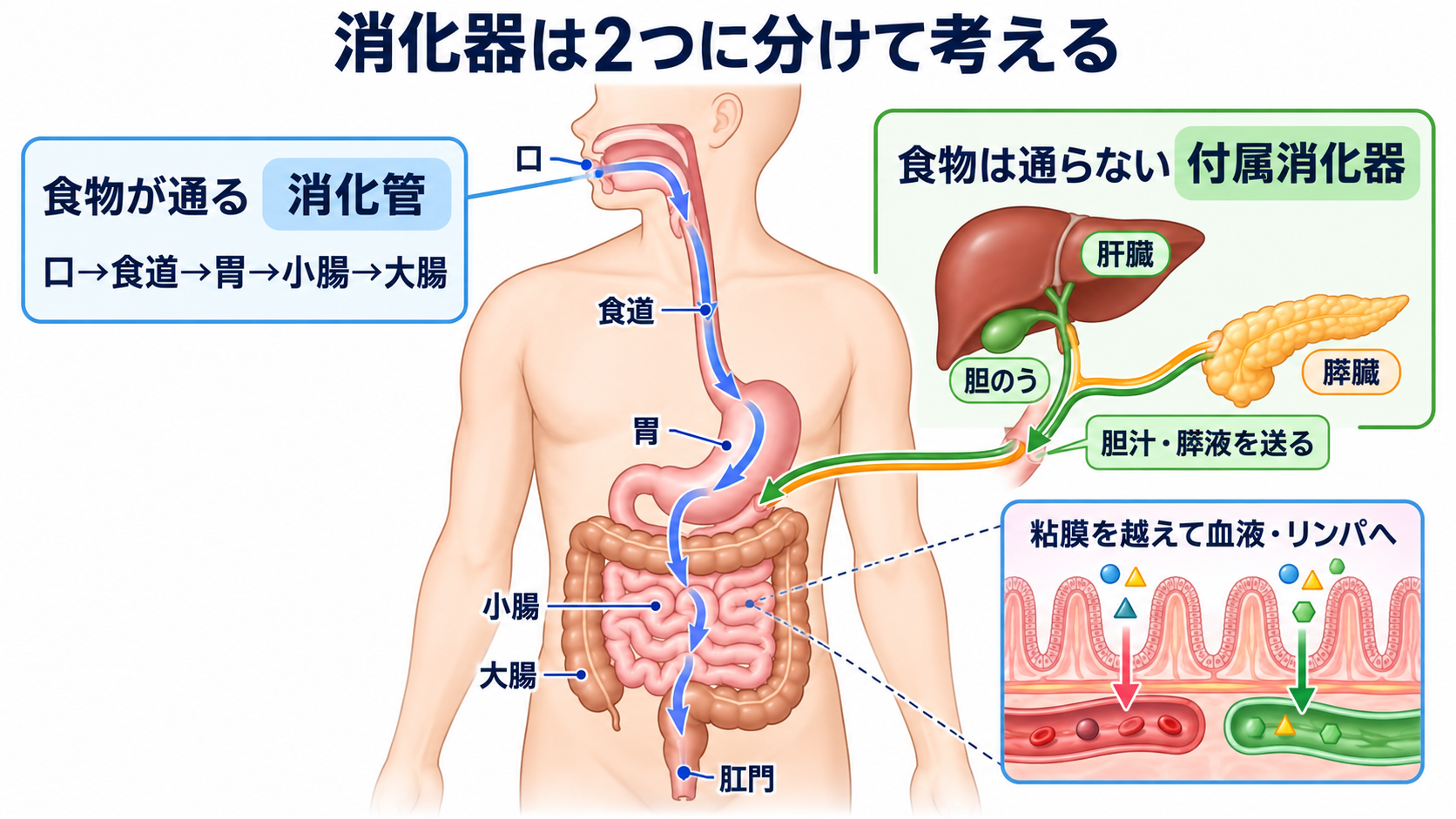 消化器の解剖を流れで理解する｜臓器・腹膜・血流と看護観察の意味：消化器は「一本の消化管」と「消化を支える付属器官」で捉えるの図解