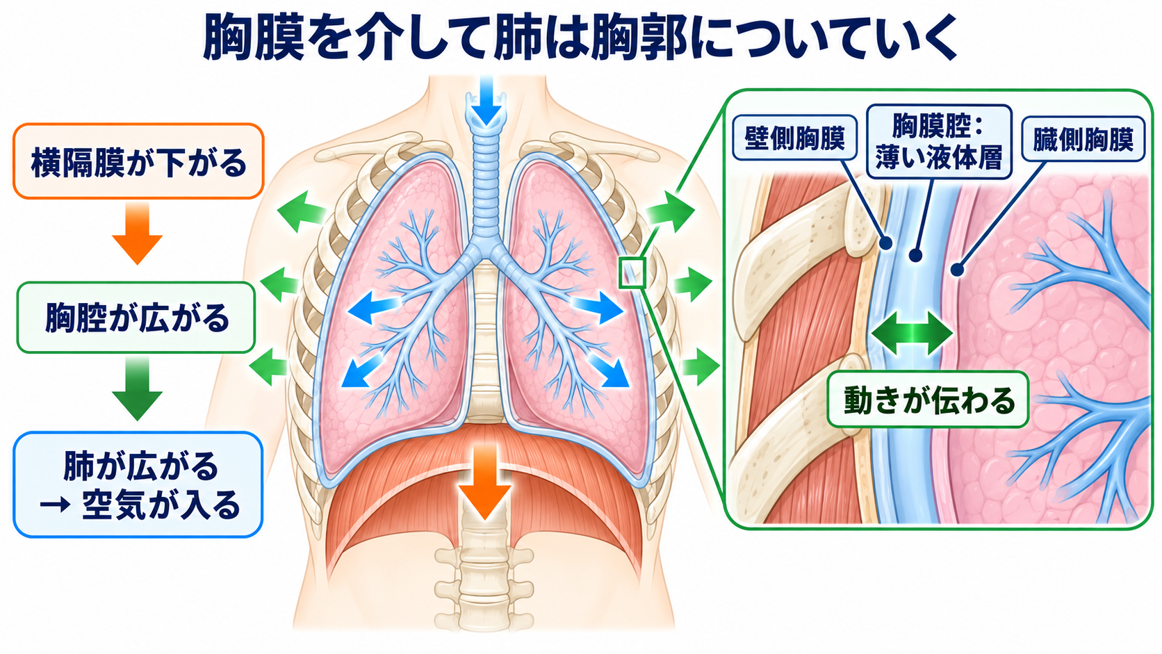 肺の解剖を臨床につなげる：肺葉・肺区域・肺胞・胸膜と看護観察：肺は胸膜を介して胸郭の動きについていくの図解