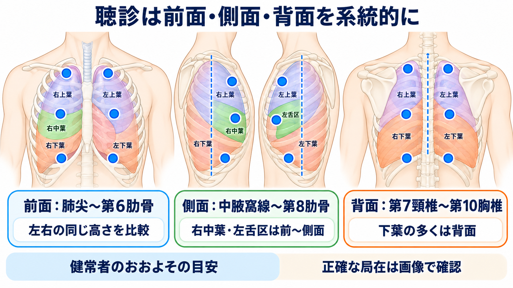 肺の解剖を臨床につなげる：肺葉・肺区域・肺胞・胸膜と看護観察：聴診部位は肺葉の体表位置から決めるの図解