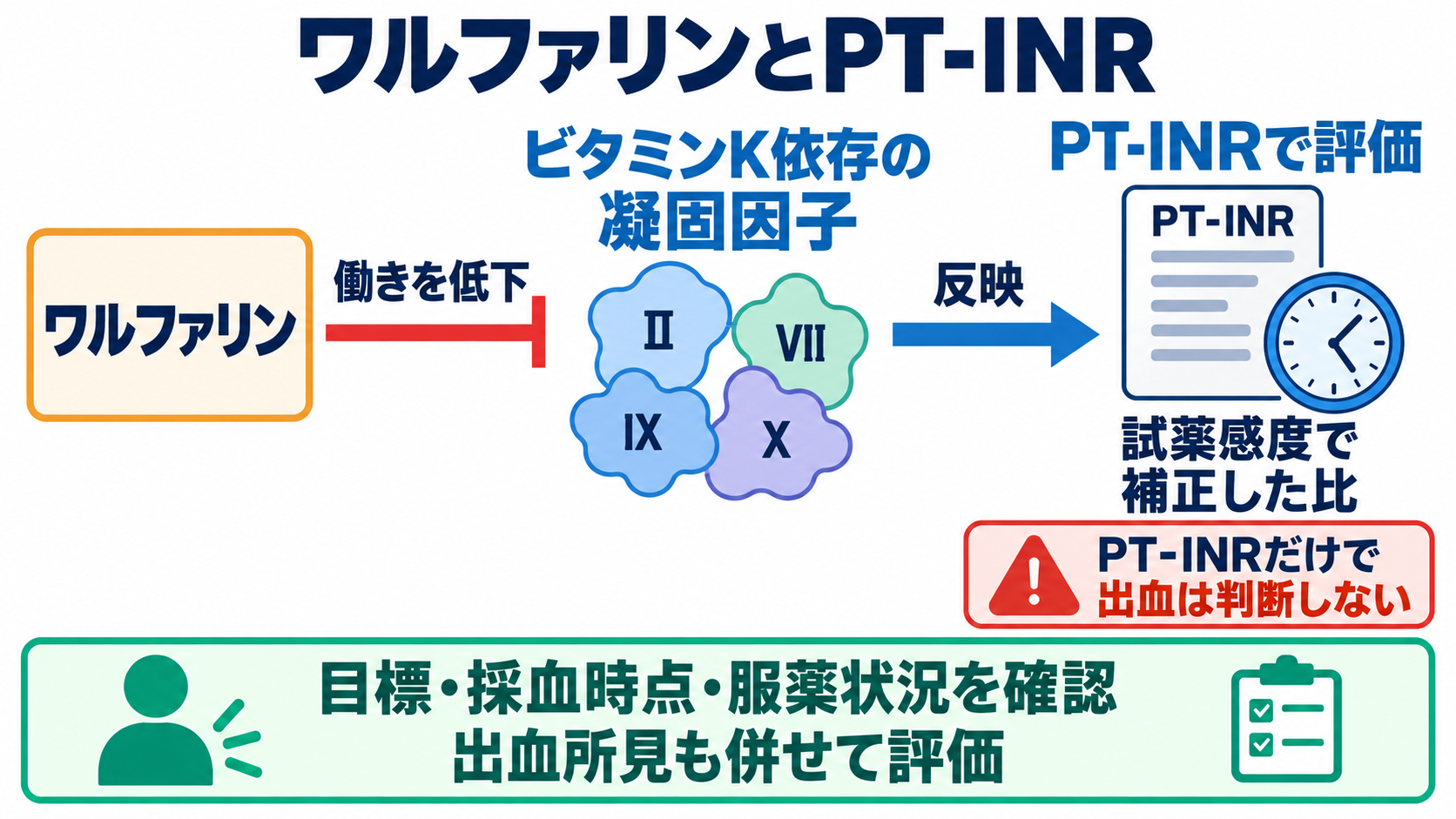 凝固・線溶検査の一覧と読み方――検査値を出血・血栓の観察につなげる：PT・PT-INRは、凝固因子の働きとワルファリンの作用を評価するの図解