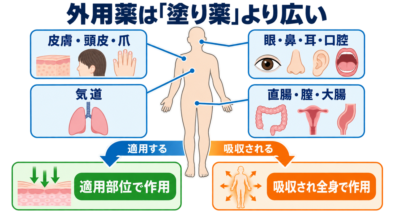 外用薬の種類を整理しよう：剤形・作用・看護観察がつながる基礎ガイド：外用薬は「塗り薬」より広い―まず適用部位で全体像をつかむの図解